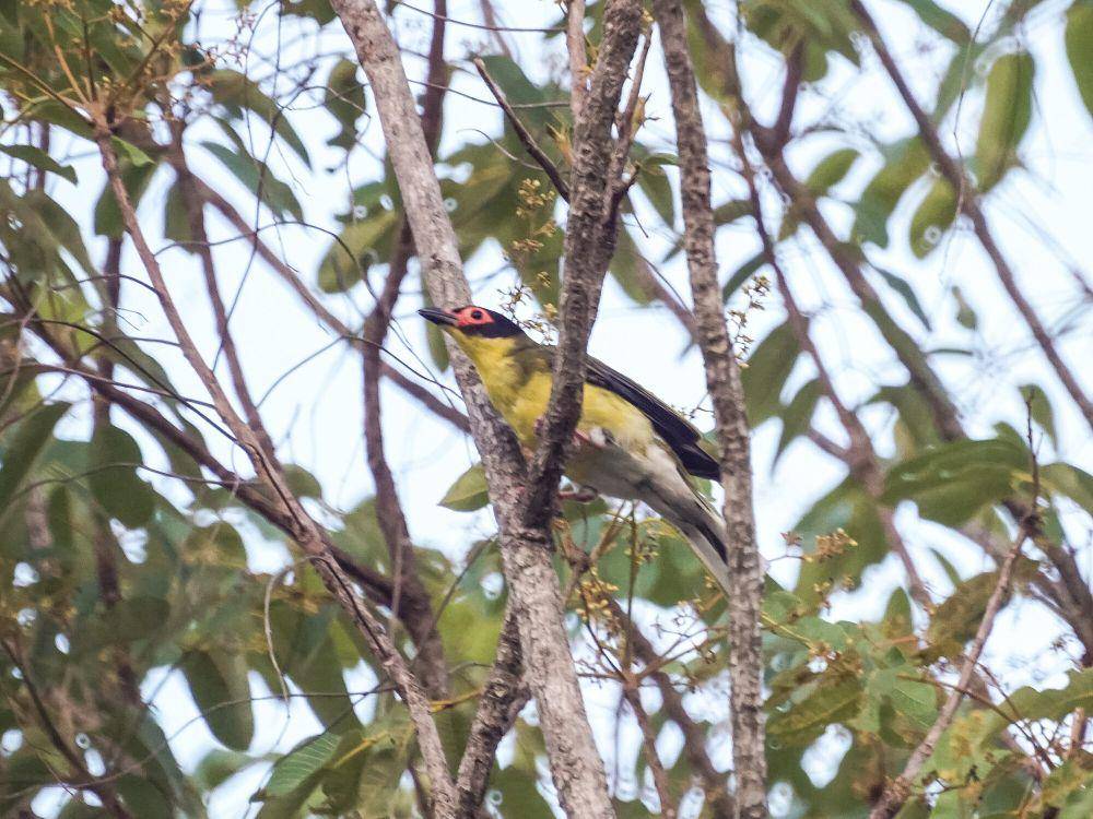 Burung-ara hijau (commons.m.wikimedia.org/Mike's Birds)