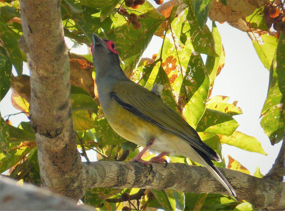 Burung-ara hijau (commons.m.wikimedia.org/gailhampshire)