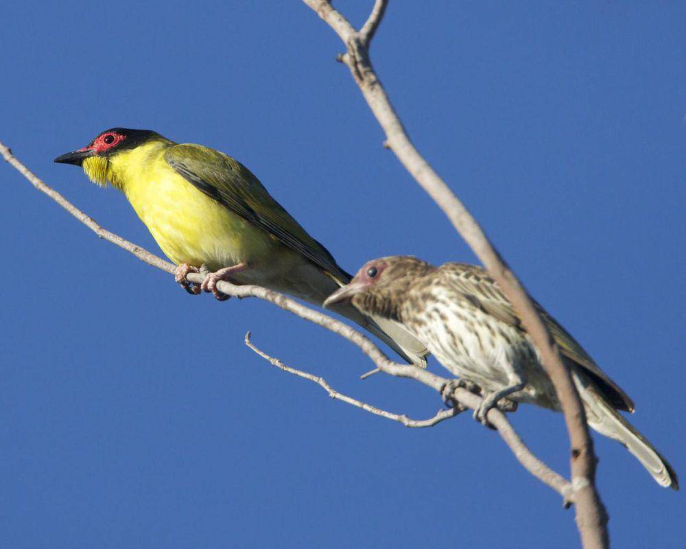 Burung-ara hijau (commons.m.wikimedia.org/Lip Kee)