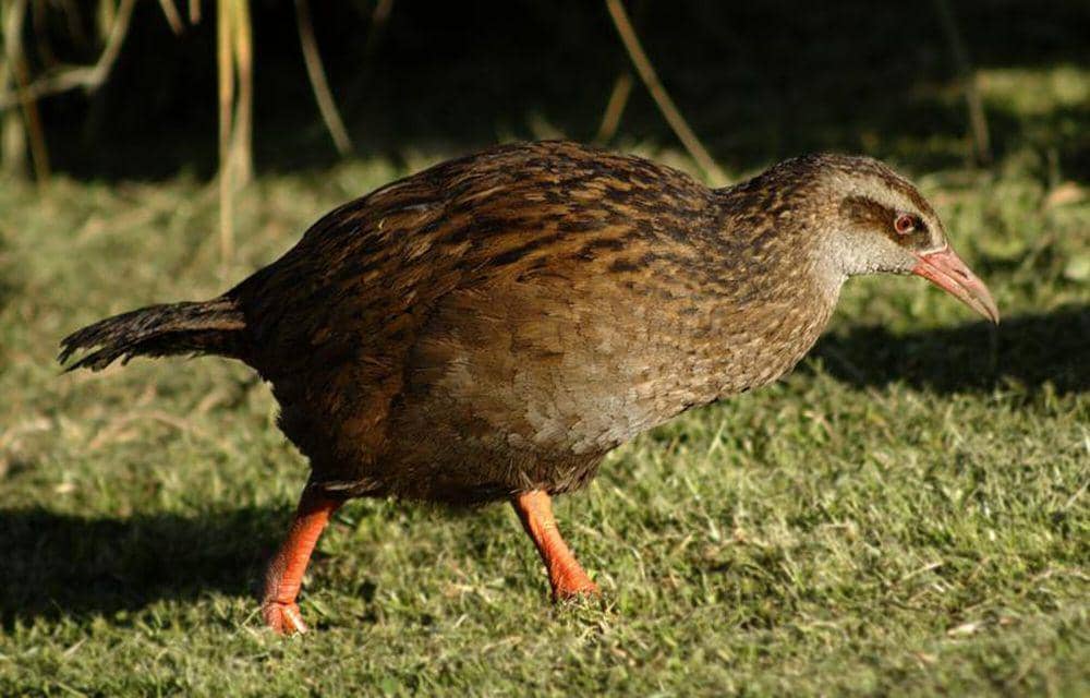 5 Fakta Weka, Burung Endemik Selandia Baru yang Pemalu