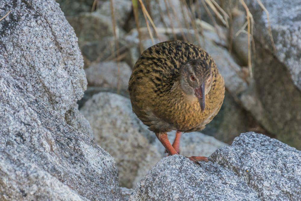 Weka (commons.m.wikimedia.org/Krzysztof Golik)