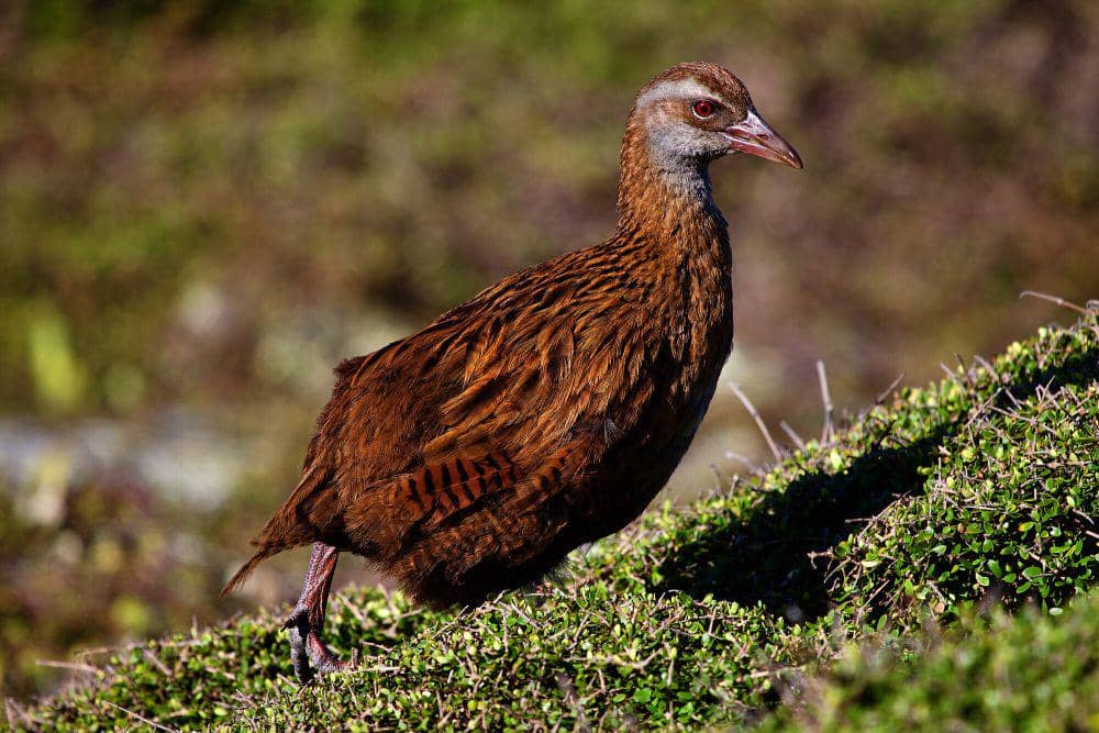 Weka (commons.m.wikimedia.org/Basar)