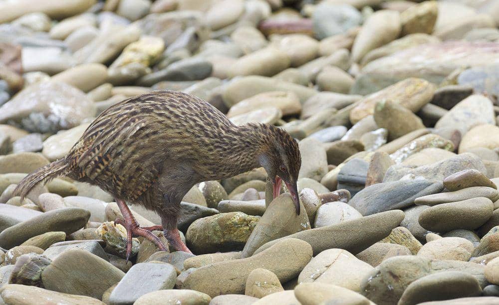 Weka (commons.m.wikimedia.org/Gregory Slobirdr Smith)