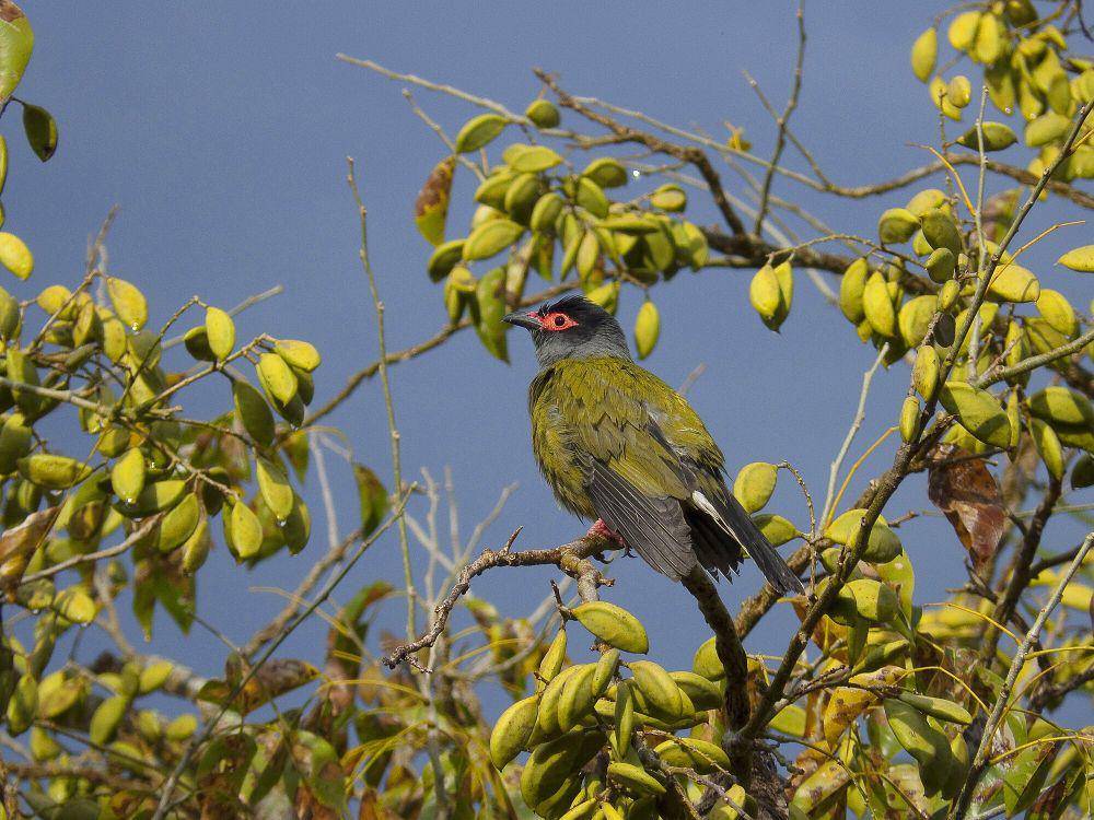 Burung-ara hijau (commons.m.wikimedia.org/Robert Whyte)