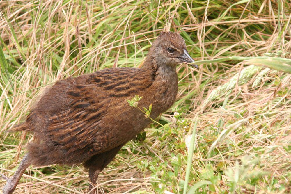 Weka (commons.m.wikimedia.org/Duncan Wright)