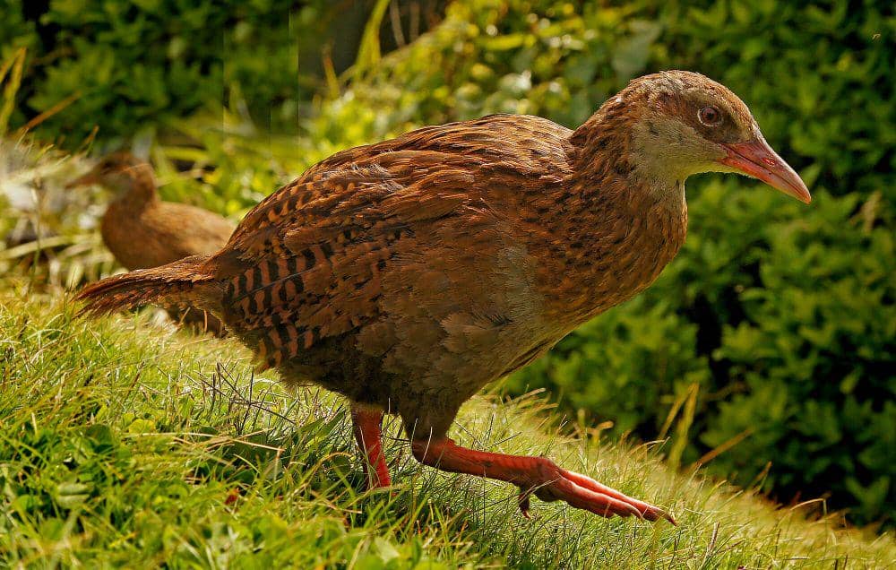 Weka (commons.m.wikimedia.org/Bernard Spragg)