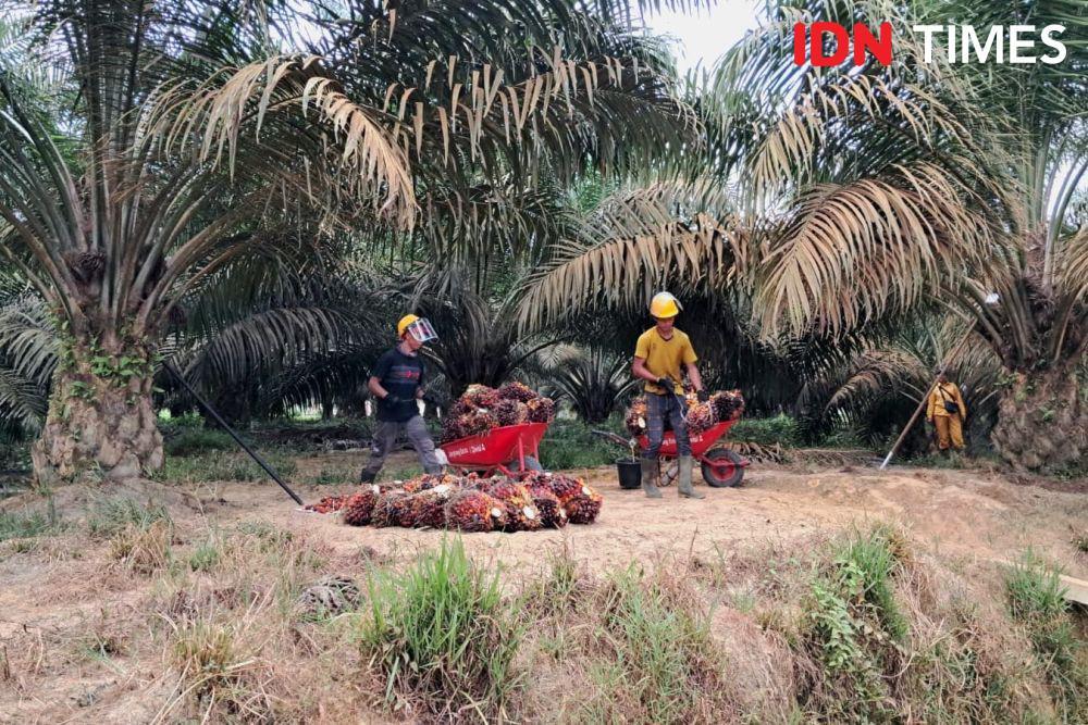 Bisnis Sawit Setor Rp88,7 Triliun ke Kantong Negara