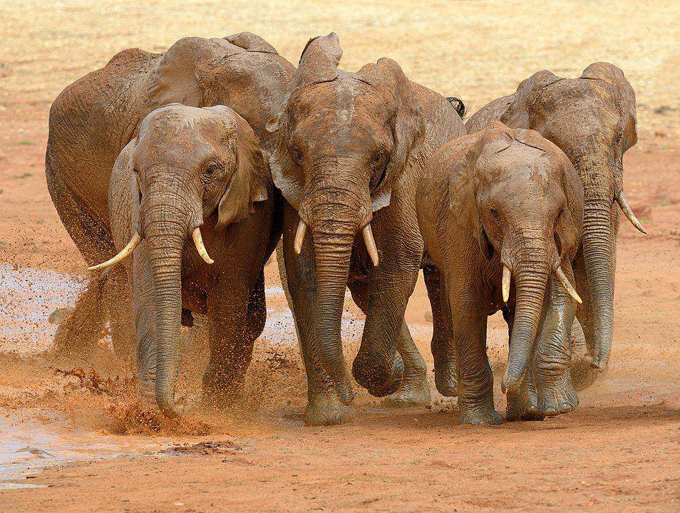 ilustrasi gajah (wikimedia.org/Byrdyak)