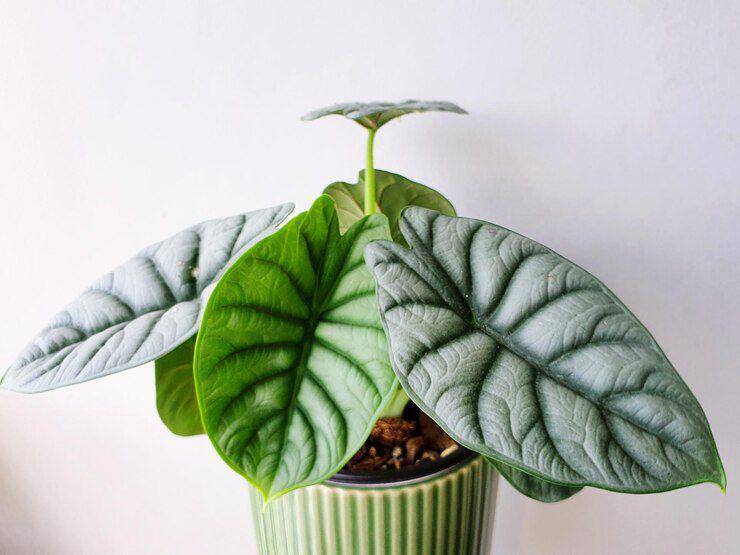 ilustrasi alocasia (Freepik.com/ EyeEm)