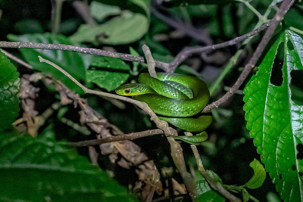 ular boomslang (commons.wikimedia.org/Nina R)