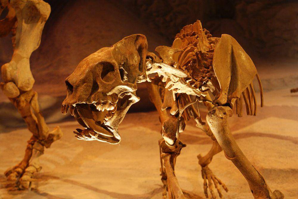 Rekonstruksi kerangka Barbourofelis (commons.wikimedia.org/Dallas Krentzel)