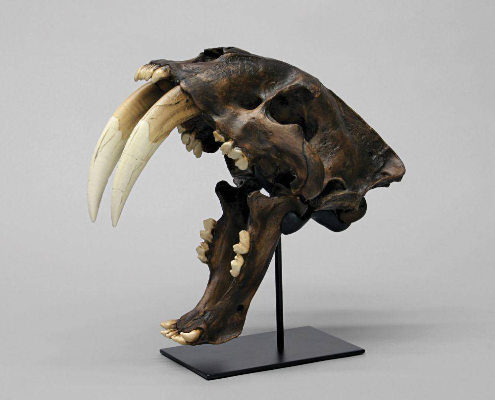 Rekonstuksi tengkorang Smilodon (commons.wikimedia.org/Bone Clones)