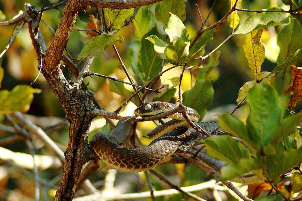 ular boomslang (commons.wikimedia.org/Javier Ábalos)