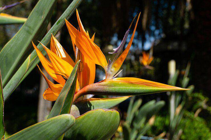 ilustrasi bird of paradise (Freepik.com/ EyeEm)