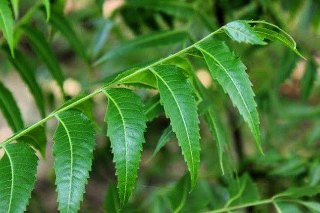 Daun mimba atau daun intaran. (Disbun.jatimprov.go.id)
