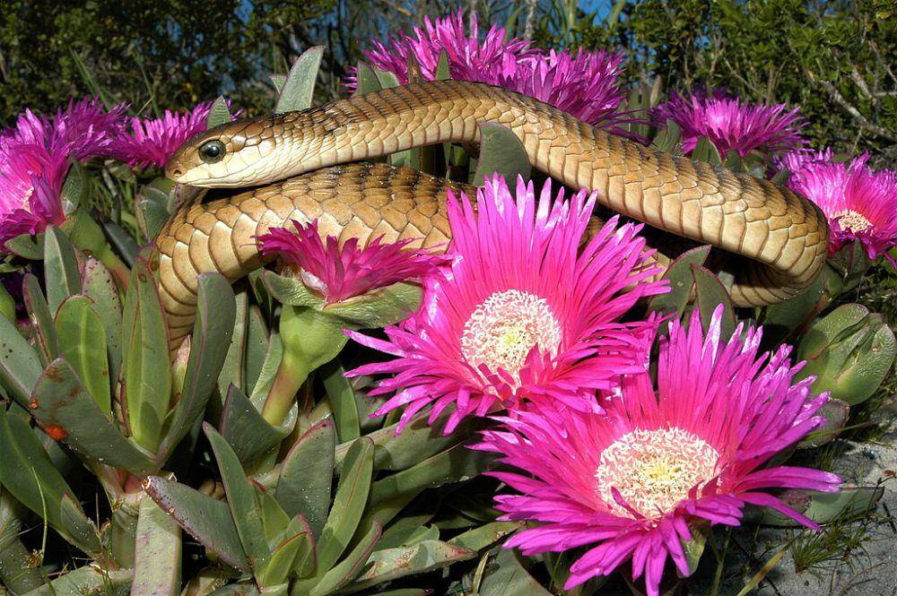 ular boomslang (commons.wikimedia.org/Marius Burger)