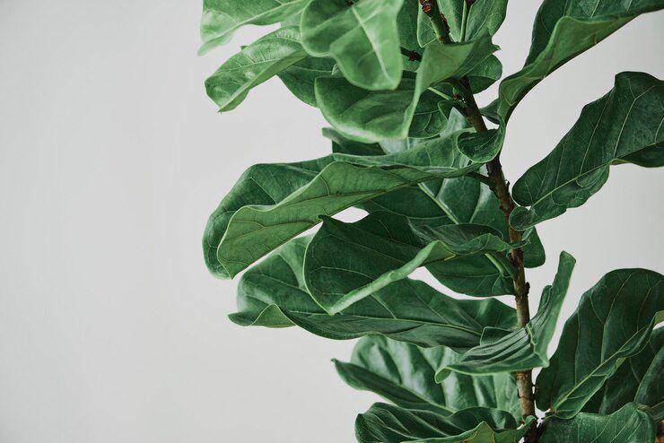 ilustrasi fiddle leaf fig (Freepik.com/ rawpixel.com)