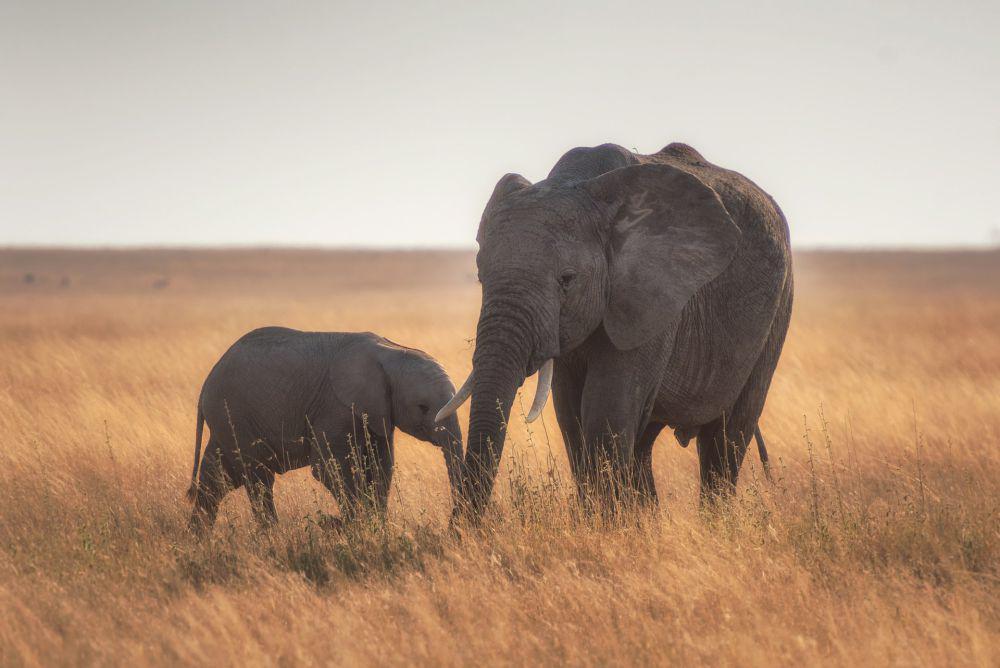 Atasi Krisis Pangan, Namibia Akan Bagikan Daging Gajah