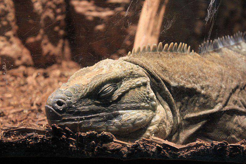Jamaican iguana (commons.wikimedia.org/Yinan Chen)