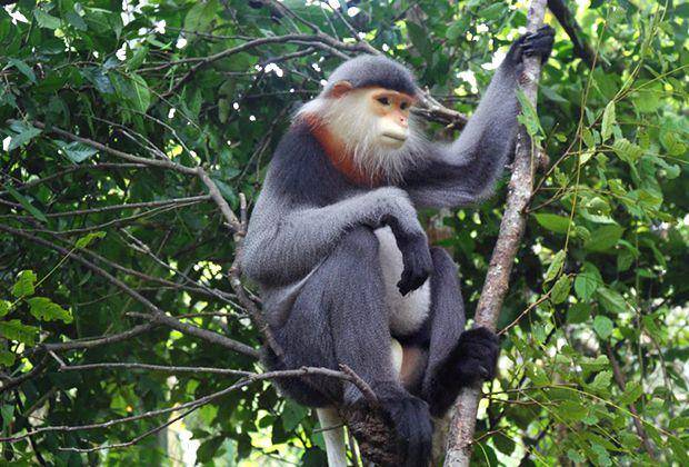 douc bertulang kering abu-abu (dok. Endangered Primate Rescue Center)