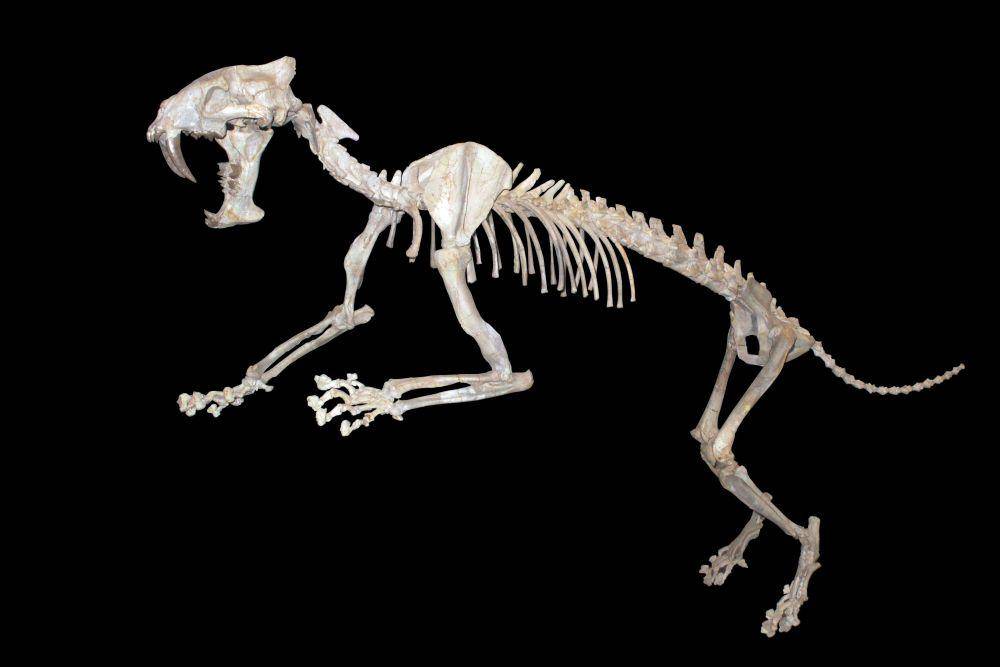 Rekonstruksi kerangka Hoplophoneus (commons.wikimedia.org/Rama)