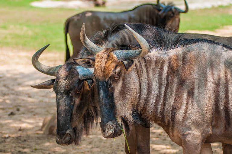 Kouprey (iStock.com/petcharaPJ)