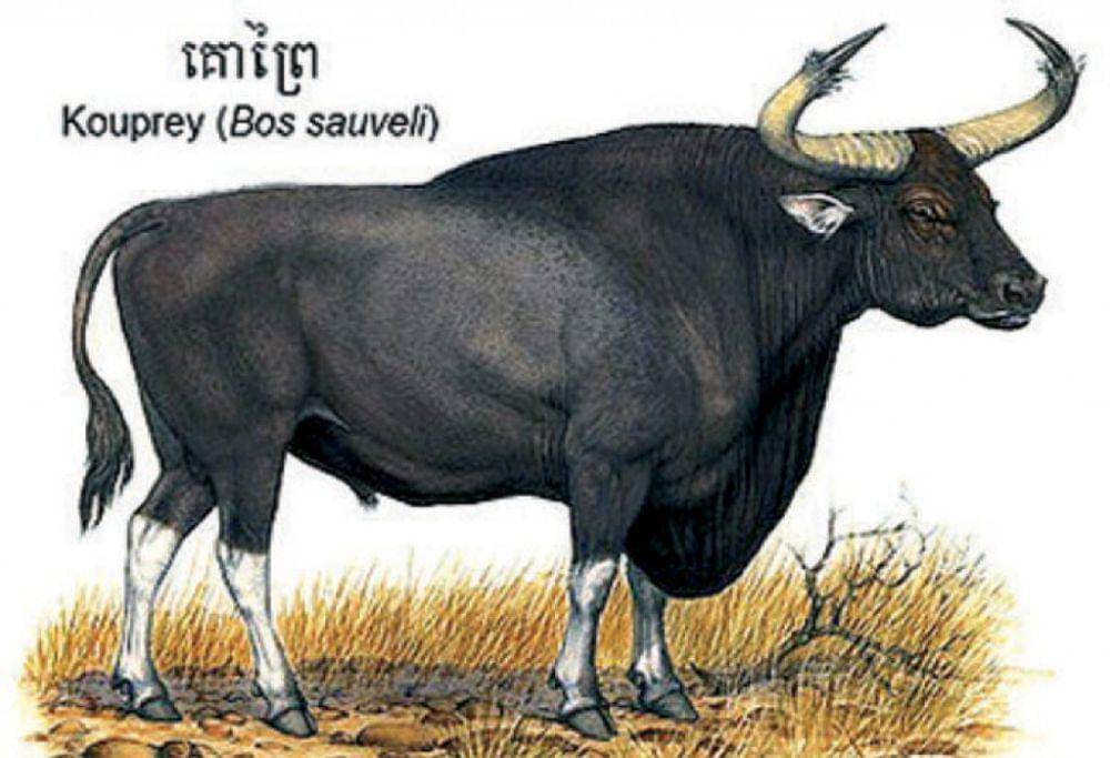Ilustrasi kouprey (intocambodia.org/Into Cambodia)