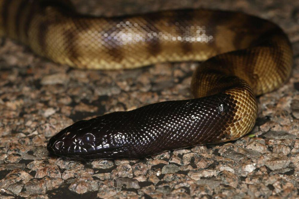 Sanca kepala hitam, salah satu ular besar dari Australia (inaturalist.org/Brandon Sideleau)