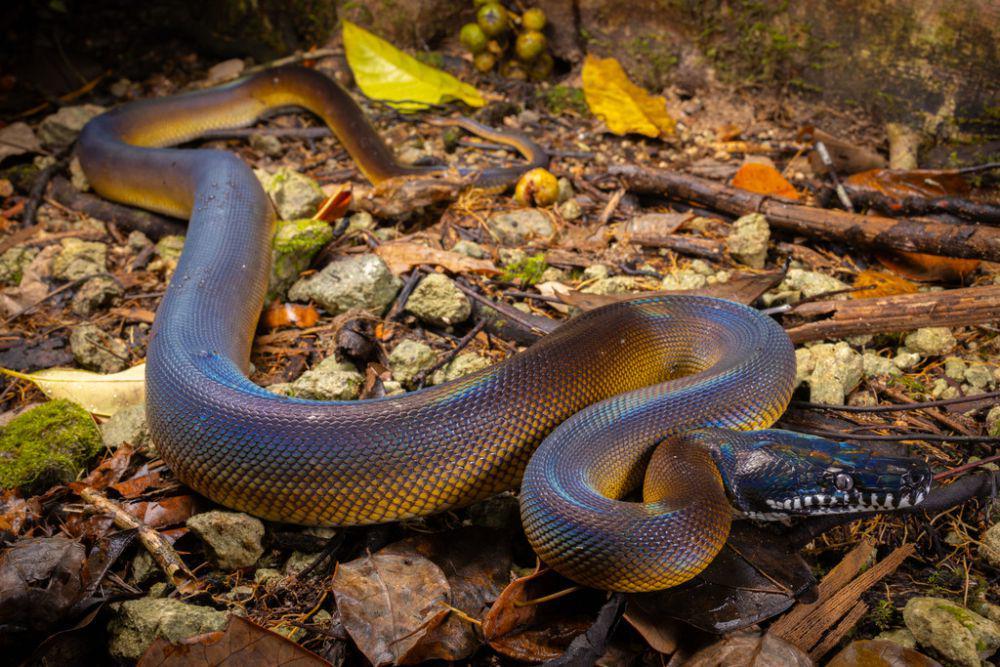 Sanca albert (inaturalist.org/Jono Dashper)