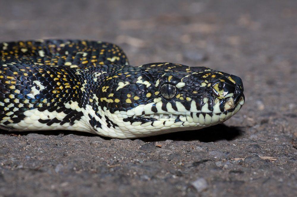 Sanca karpet (inaturalist.org/dhfischer)