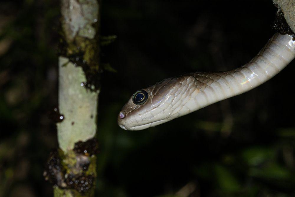 Ular king koros (inaturalist.org/muangpaisuetrong)