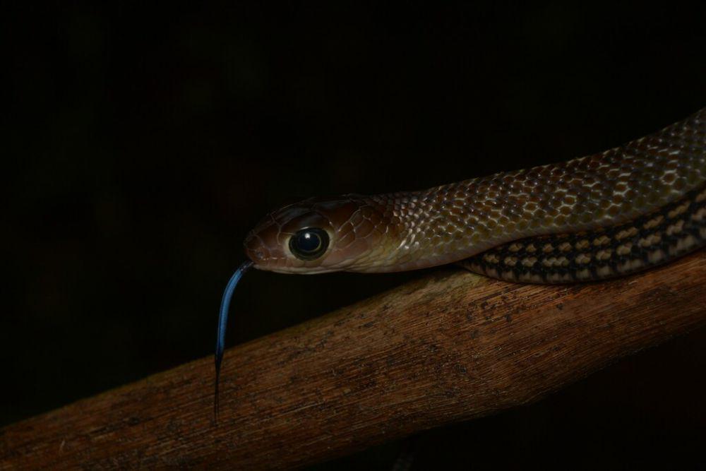 Ular king koros (inaturalist.org/Drima)