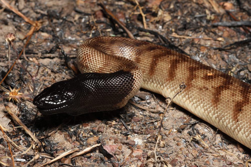 Sanca kepala hitam (inaturalist.org/Brandon Sideleau)