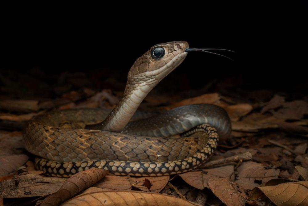 5 Fakta Unik Ular King Koros, si Hitam yang Dijuluki Raja Ular Tikus