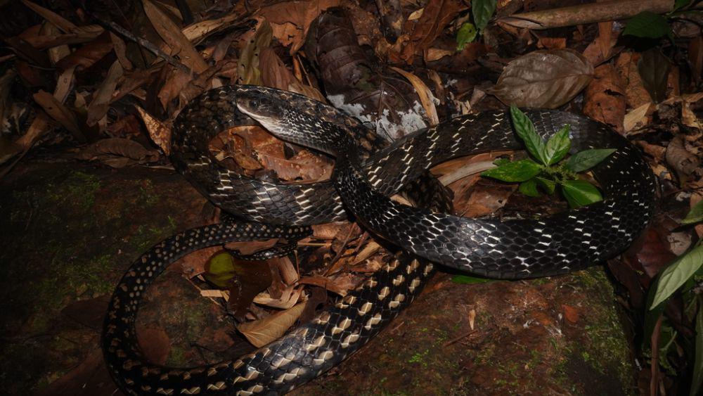 Ular king koros (inaturalist.org/mintkhaosok)