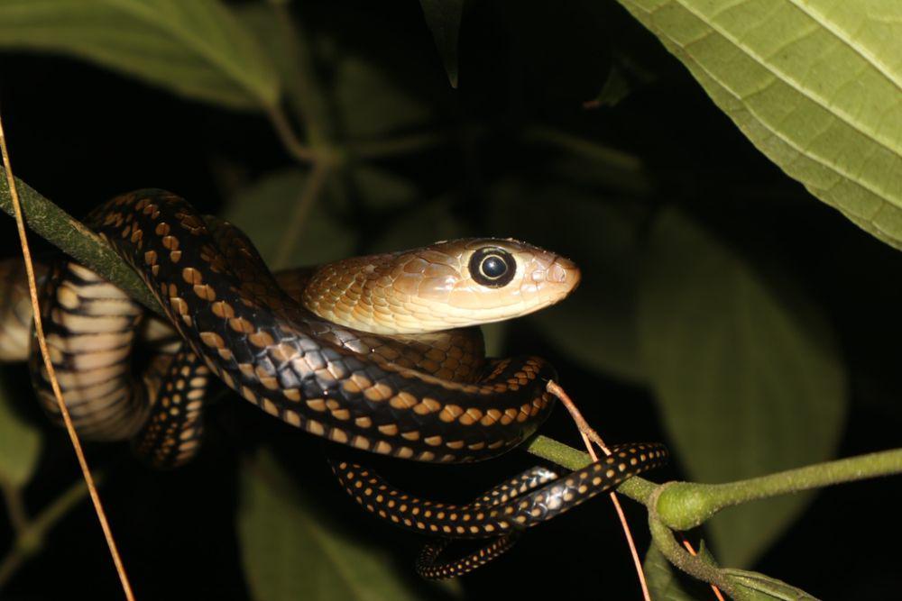 Ular king koros (inaturalist.org/Wildansyah)