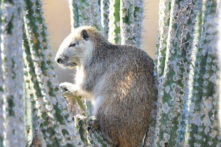 Jamaican hutia (inaturalist.org)