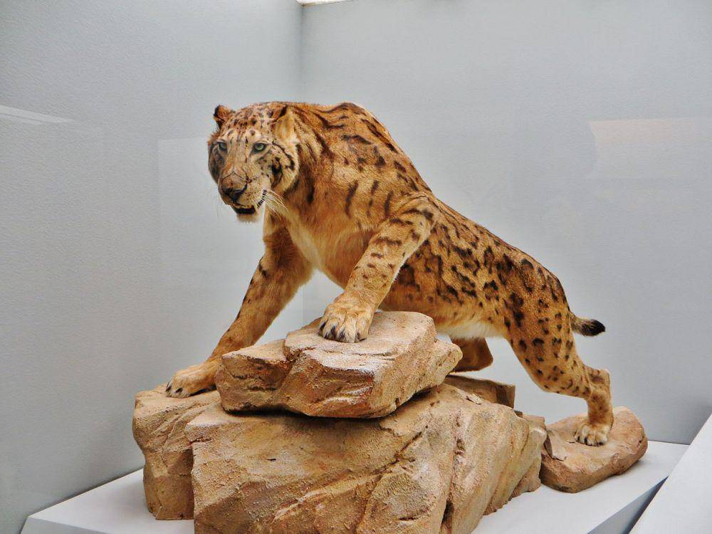Rekonstruksi Megantereon (commons.wikimedia.org/Ghedoghedo)