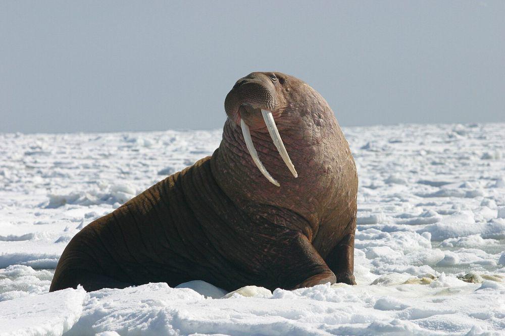 Walrus (commons.wikimedia.org/Joel Garlich-Miller)