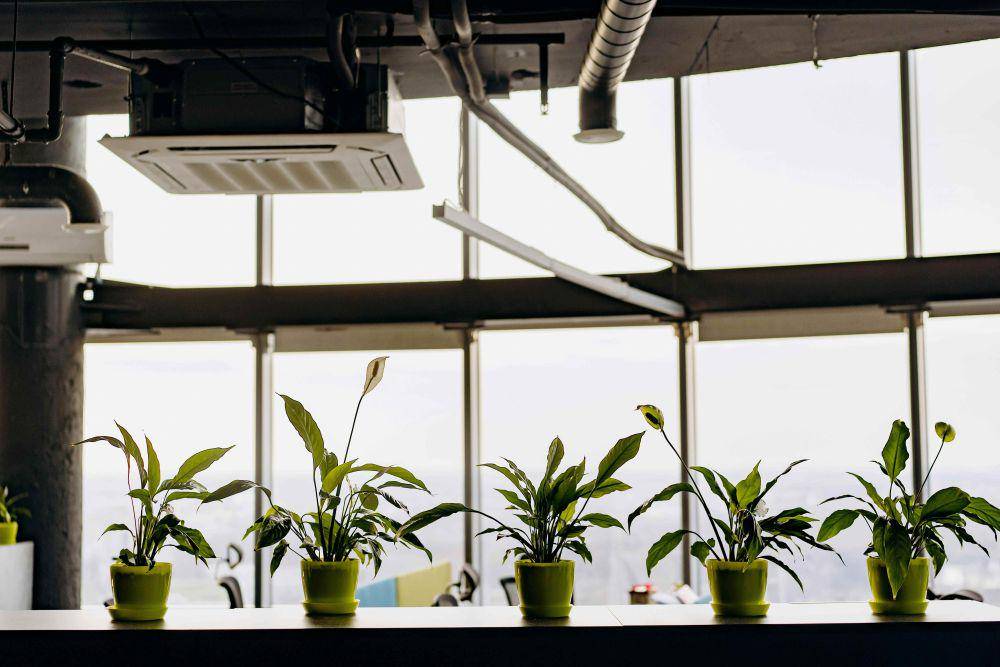 peace lily. (pexels.com/Mikhail Nilov)