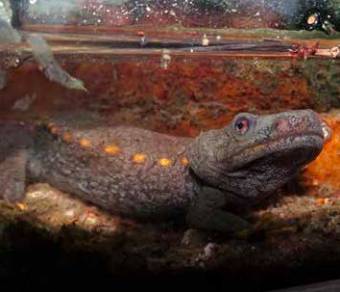 Tylototriton vietnamensis (Citizen Conservation/ Anna Rauhaus)
