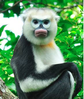 monyet hidung pesek Tonkin (dok. Le Khac Quyet)