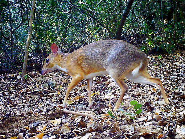 rusa tikus vietnam (dok. SIE / GWC / Leibniz-IZW / NCNP)