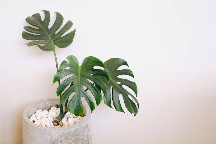 ilustrasi monstera deliciosa (Freepik.com/ yaoinlove)