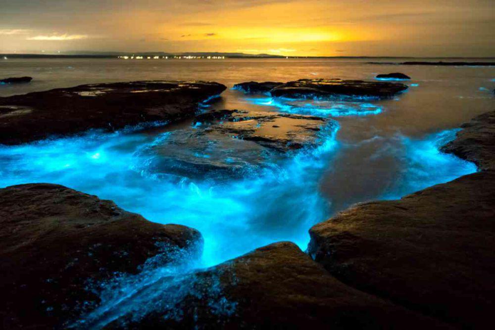 Fenomena Bio Bay di Amerika: Teluk yang Bisa Bercahaya di Malam Hari