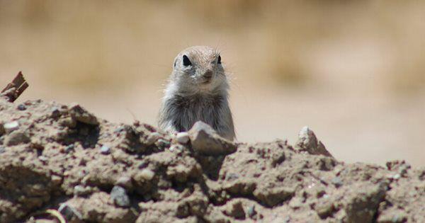 5 Fakta Mohave Ground Squirrel, Tupai yang Suka Berkamuflase!