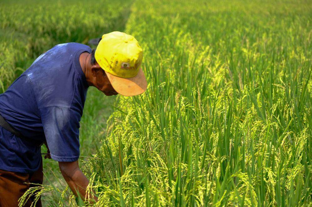 Petani padi di Banyuasin terima pendampingan (Dok. PT WPI)