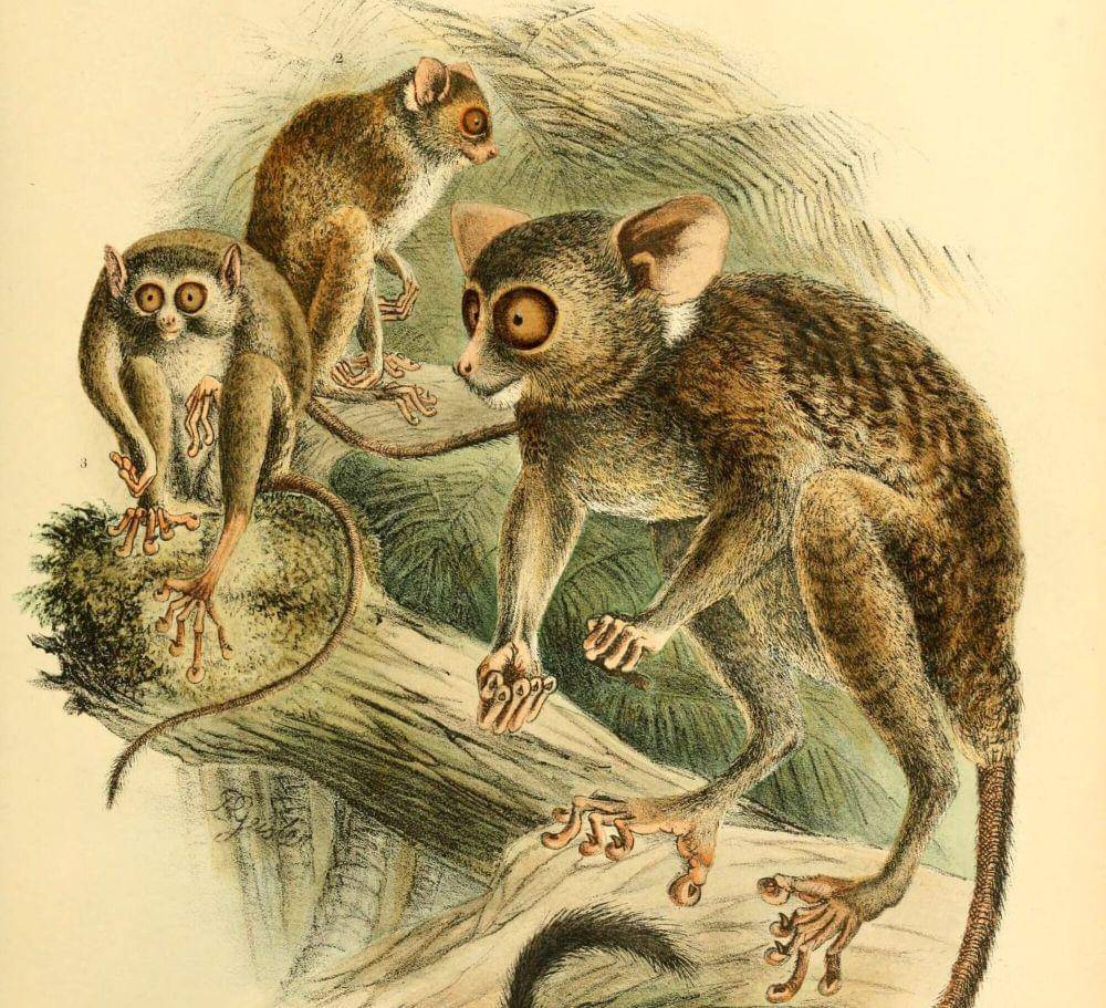 Ilustrasi krabuku sangihe (commons.m.wikimedia.org/Meyer, Adolf Bernhard)