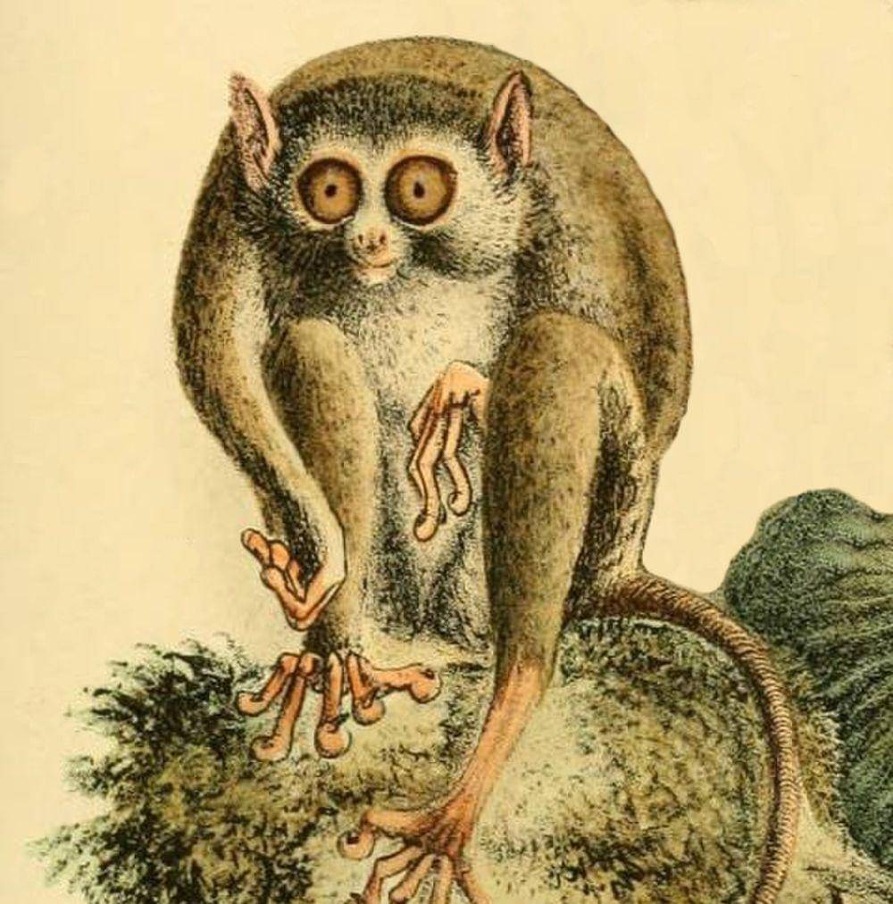 Ilustrasi krabuku sangihe (commons.m.wikimedia.org/Meyer, Adolf Bernhard)