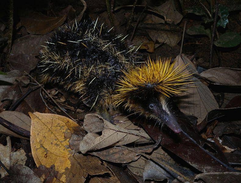 Tenrec bergaris dataran rendah (commons.wikimedia.org/Frank Vassen)
